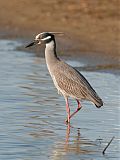 Yellow-crowned Night-Heron