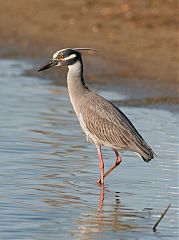 Yellow-crowned Night Heron