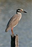 Yellow-crowned Night-Heronborder=