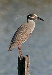 Yellow-crowned Night Heron