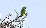 Yellow-crowned Parrot