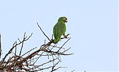 Yellow-crowned Amazon