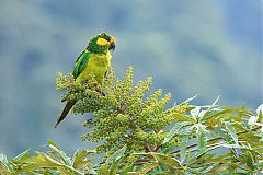 Yellow-eared Parrot