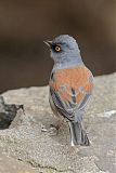 Yellow-eyed Junco