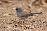 Yellow-eyed Juncoborder=