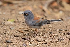 Yellow-eyed Junco