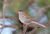 Yellow-eyed Juncoborder=