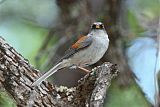 Yellow-eyed Juncoborder=