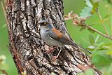 Yellow-eyed Junco