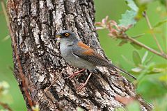 Yellow-eyed Junco