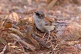 Yellow-eyed Junco