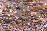 Yellow-eyed Juncoborder=