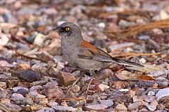 Yellow-eyed Junco