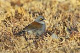 Yellow-eyed Juncoborder=