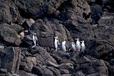 Yellow-eyed Penguin