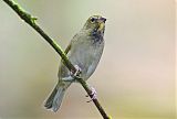 Yellow-faced Grassquit