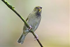 Yellow-faced Grassquit