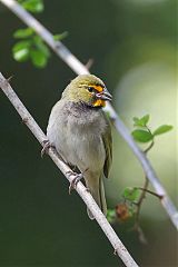 Yellow-faced Grassquit