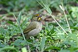 Yellow-faced Grassquitborder=