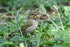 Yellow-faced Grassquit