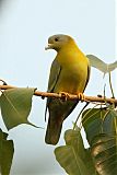 Yellow-footed Green-Pigeonborder=