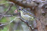 Yellow-fronted Tinkerbirdborder=