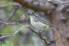 Yellow-fronted Tinkerbird