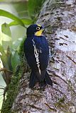 Yellow-fronted Woodpecker