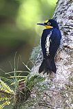 Yellow-fronted Woodpeckerborder=