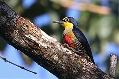 Yellow-fronted Woodpecker