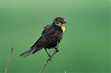 Yellow-headed Blackbirdborder=