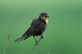 Yellow-headed Blackbird