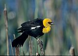 Yellow-headed Blackbirdborder=