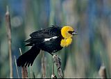 Yellow-headed Blackbird