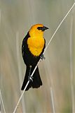 Yellow-headed Blackbirdborder=