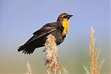 Yellow-headed Blackbirdborder=