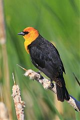 Yellow-headed Blackbird