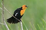 Yellow-headed Blackbird