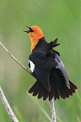 Yellow-headed Blackbird