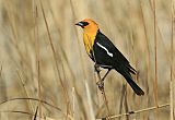 Yellow-headed Blackbird