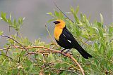 Yellow-headed Blackbirdborder=
