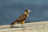 Yellow-headed Caracara