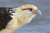 Yellow-headed Caracaraborder=