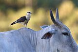 Yellow-headed Caracara