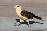 Yellow-headed Caracaraborder=