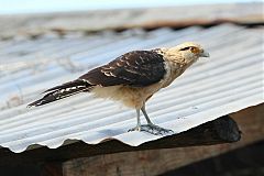 Yellow-headed Caracara