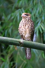 Yellow-headed Caracara
