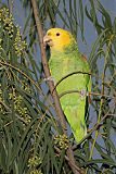 Yellow-headed Amazonborder=