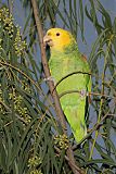 Yellow-headed Parrot