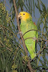 Yellow-headed Parrot